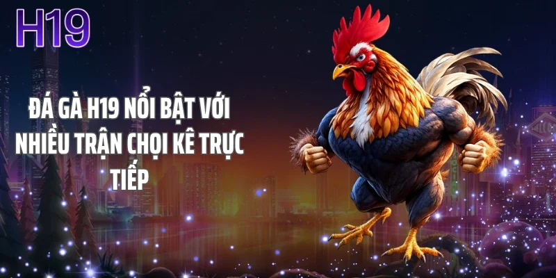 Đá gà H19 nổi bật với nhiều trận chọi kê trực tiếp