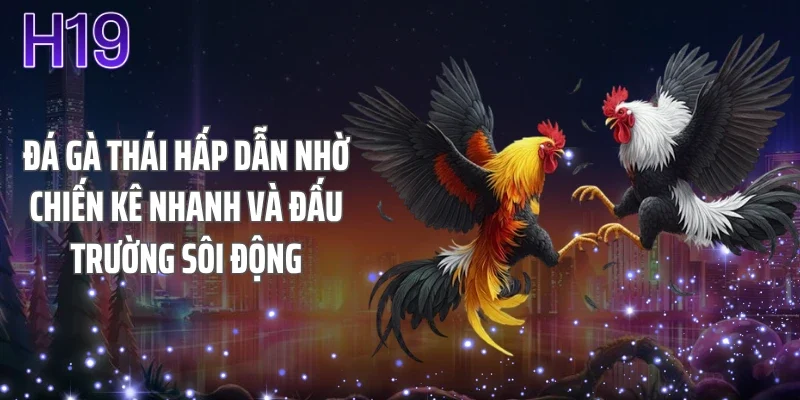 Đá gà Thái hấp dẫn nhờ chiến kê nhanh và đấu trường sôi động