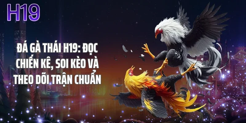Đá Gà Thái H19: Đọc Chiến Kê, Soi Kèo Và Theo Dõi Trận Chuẩn